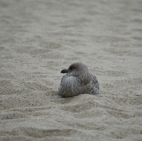 Bird nestled into sand, symbolizing the body’s gentle protective response to prolonged stress and emotional overload