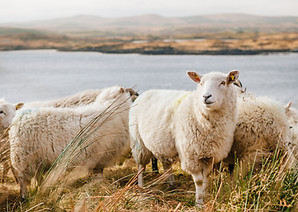 Image by Julian Schiemann