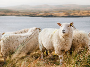 December 21st, 2025: Christ the Savior | Luke 15:3-7, Romans 5:6-10