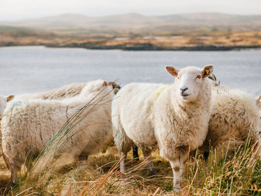 Which Voice to Follow? Easter, Death, and Resurrection of Christ