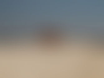 Optical illusion of camels