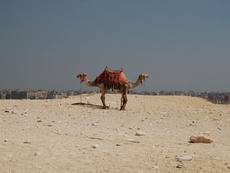 Optical illusion of camels