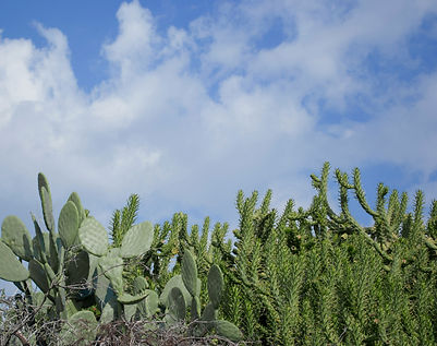 Image by Reggie Tmin