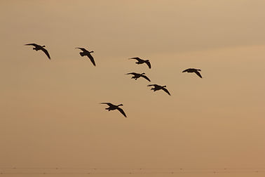 Image by Paul Levesley