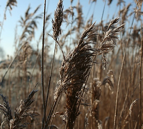 Phragmites