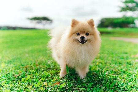 Buy Tea Cup Pomeranian | Pets Shopping Platform | Nearby Pets India
