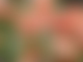 マルコによる福音書7章34-35節