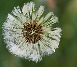 Dandelion representing eating disorder counselling at Evolving Minds in Menai, Sutherland Shire.