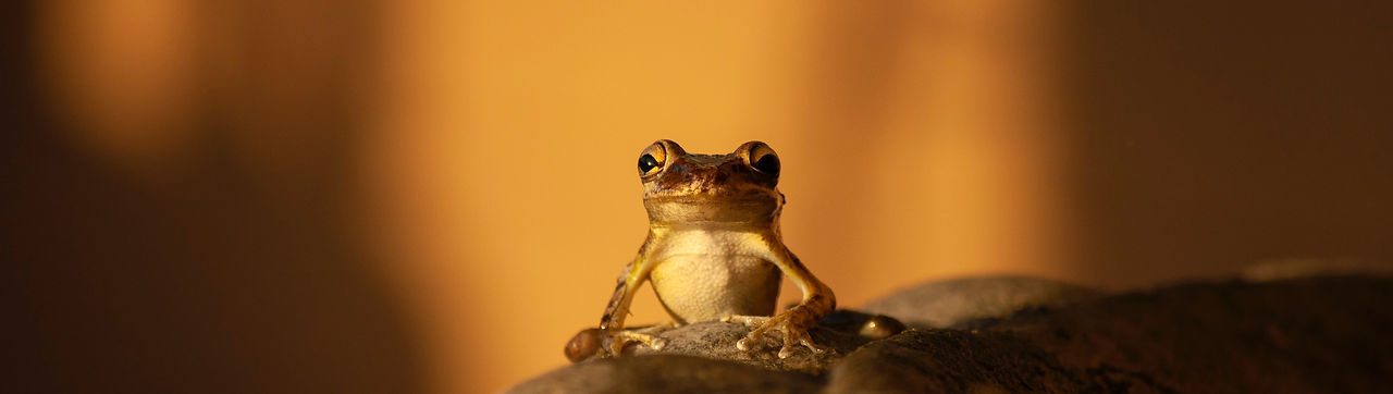 Image by Suzanne D. Williams