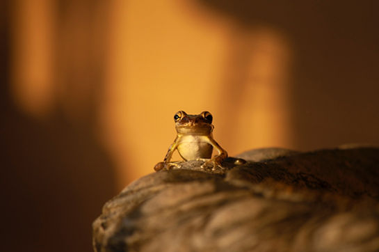 Image by Suzanne D. Williams