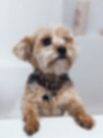 Puppy