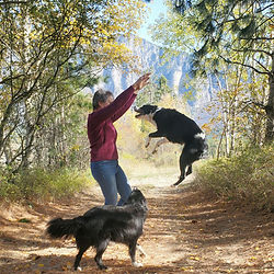 dog jumping
