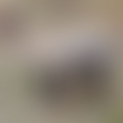 To Be at Home in the Unraveling: The Ecology of Belonging