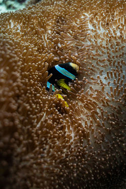 Marketing: Objection Handler Sample