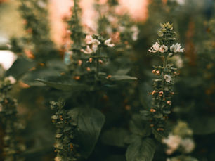 Garden Magic for Personal Growth