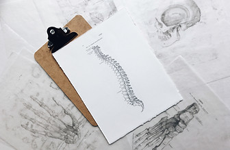 anatomie