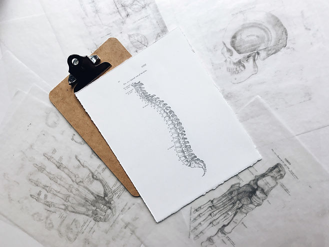 A pencil drawn image of a spine on a white sheet of paper with a clipboard.