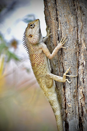 Image by Pravin Gangurde