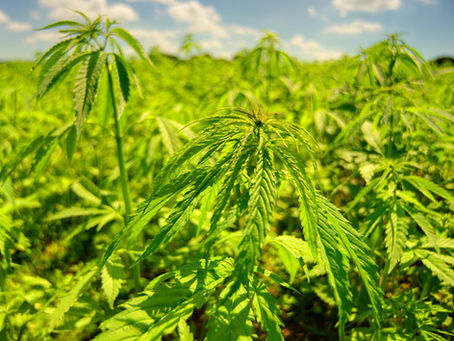 What is Delta 8 THC? Three Reasons You Should be Talking About it.