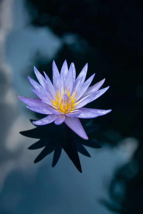 Image by Tianhao Zhang