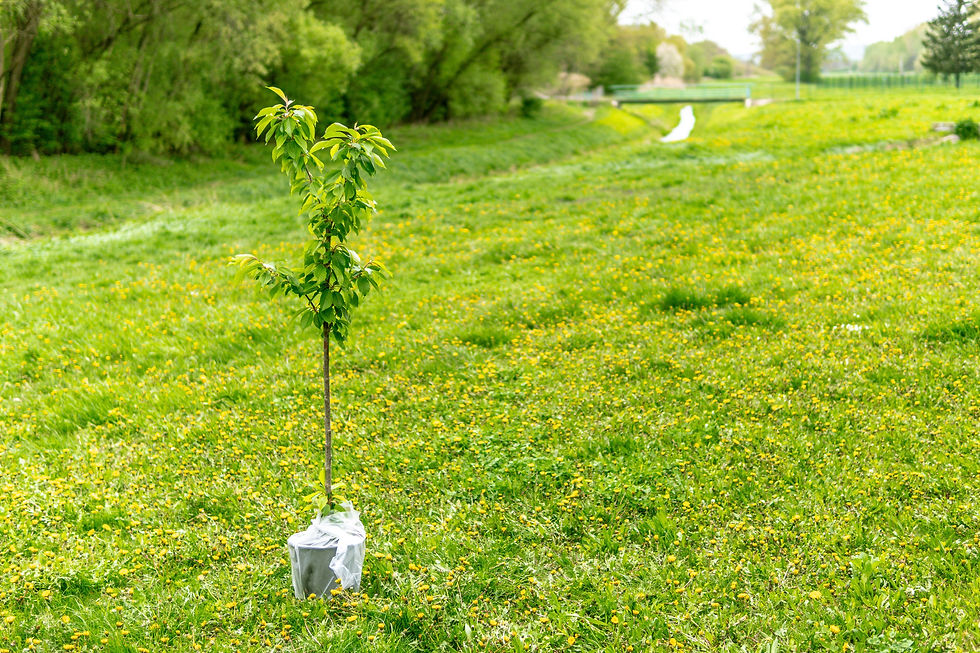 Young tree newly planted in a lawn