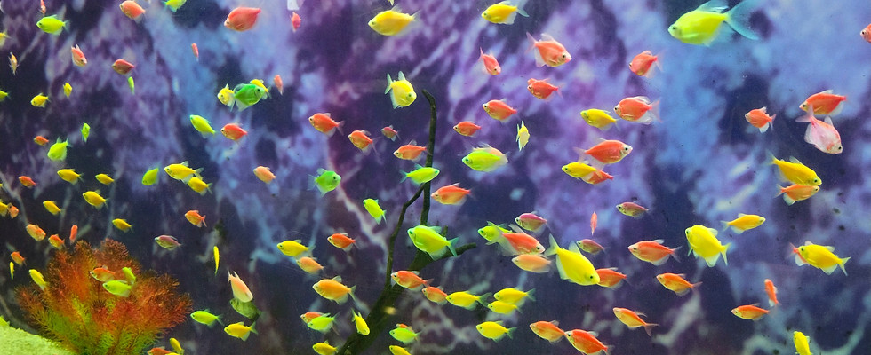 Multiple green, yellow and orange small fish in an aquarium, showcasing Soma Marketing's aquarium marketing services for small businesses.