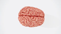 Human Brain - freq = 72 - 90 Hz