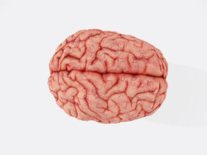 A brain without a concussion sitting on a white background