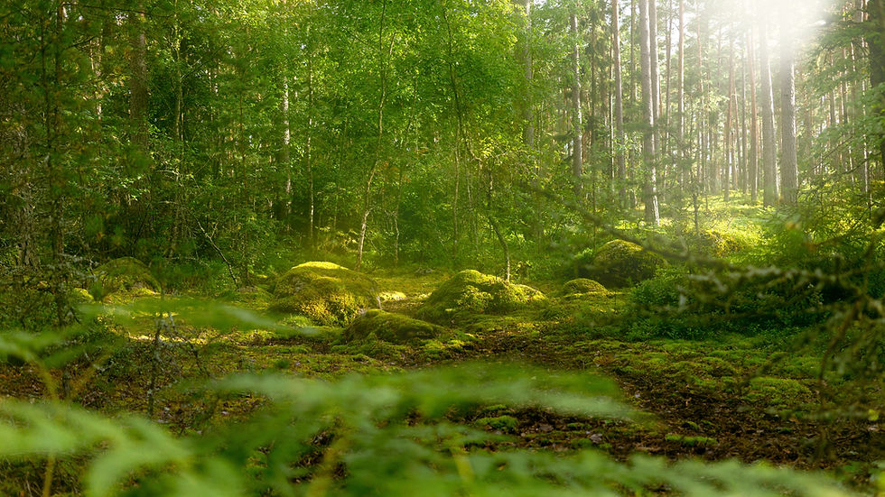 Image by Caspian Dahlström