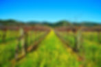 Vineyard rows covered in yellow wildflowers stretch toward green hills under a bright blue sky.