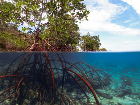 🌱 The Comeback Coastline - Why Mangroves Matter🌱
