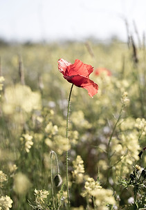 Image by Diana Parkhouse