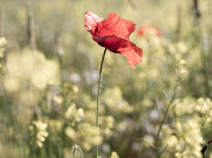הספד לשגיא מזהר