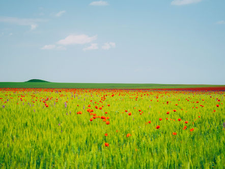 Reizüberflutung reduzieren – warum Sommerzeit in der Natur innere Ruhe stärkt