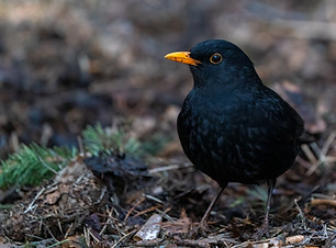 Image by Marko Hankkila
