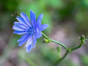 CYKORIA NIE TYLKO NA KAWĘ