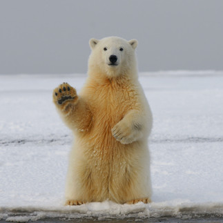 Arctic Polar Bear Svalbard