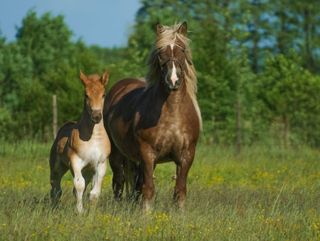 Feeding a Pregnant Mare