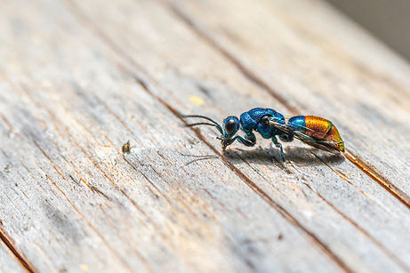 Image by Erik Karits