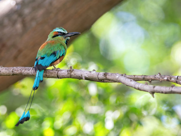 Uccello tropicale dai colori vivaci appoggiato su un ramo nella foresta del Nicaragua
