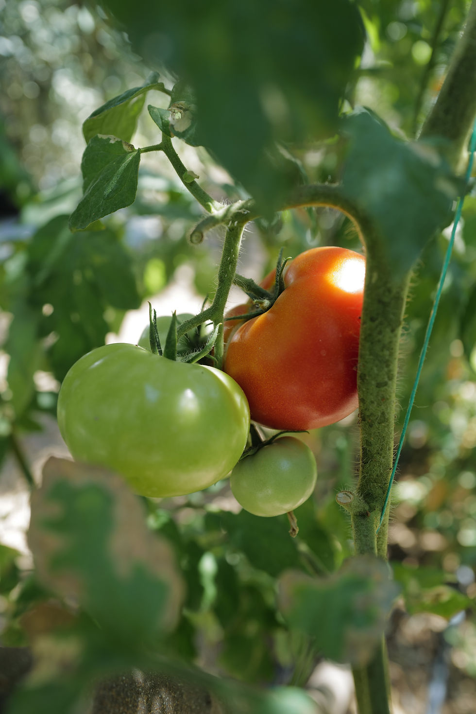 Close-up of tomato plant with one ripe red tomato and three green ones, surrounded by lush green leaves, in a sunny garden.