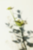 Image by Danielle Suijkerbuijk