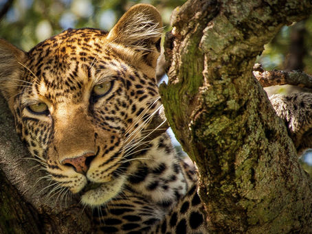 Les courts safaris depuis Zanzibar avec prix
