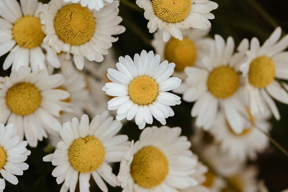 Image by Annie Spratt