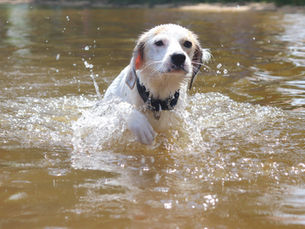 dog swimming in water: canine swimmer's ear