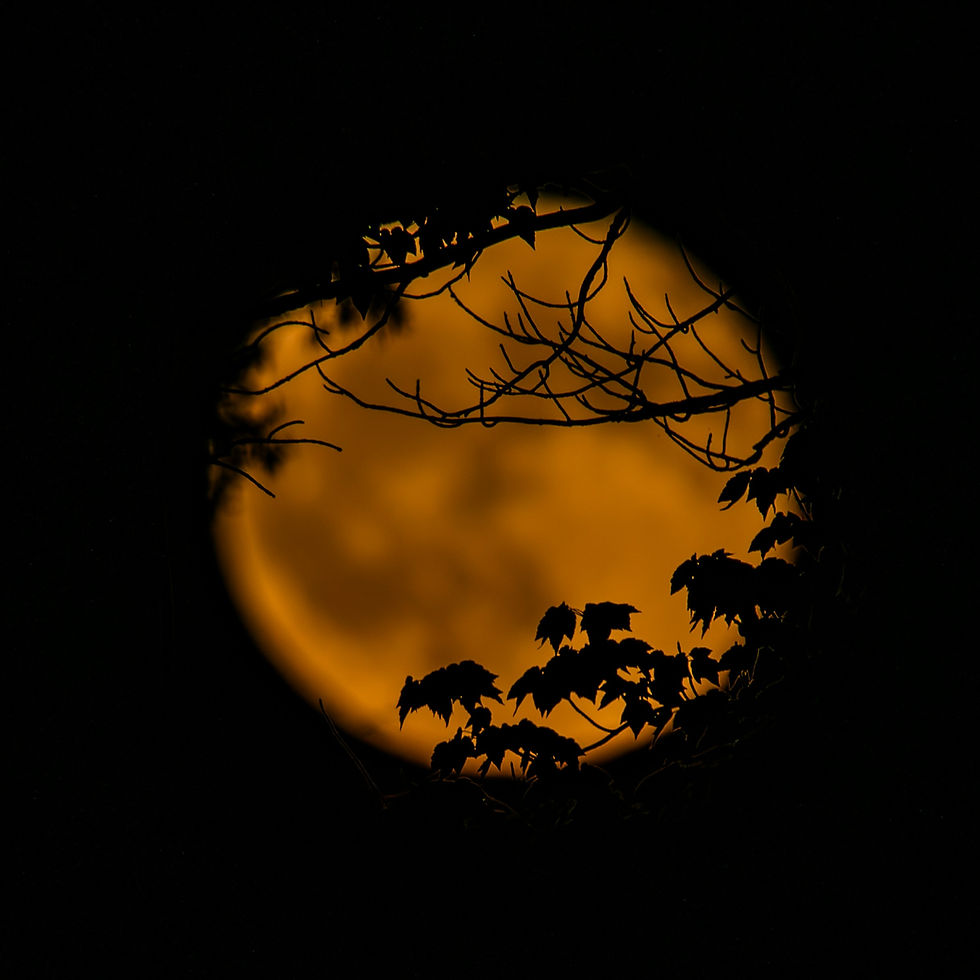 an image of a full moon which is out of focus in the background of silhouetted trees and leaves in the foreground