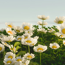 Image by Shubham Dhage