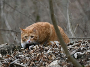 Sind erhöhte Futternäpfe sinnvoll?