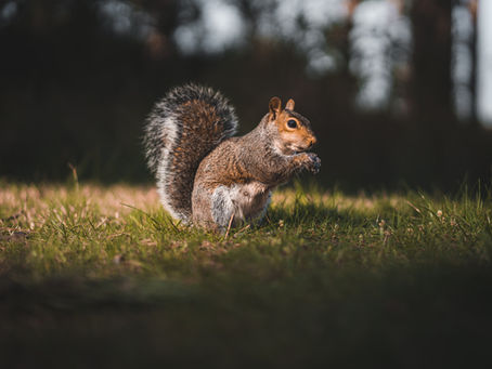 About the Off-Season: Going Wild?