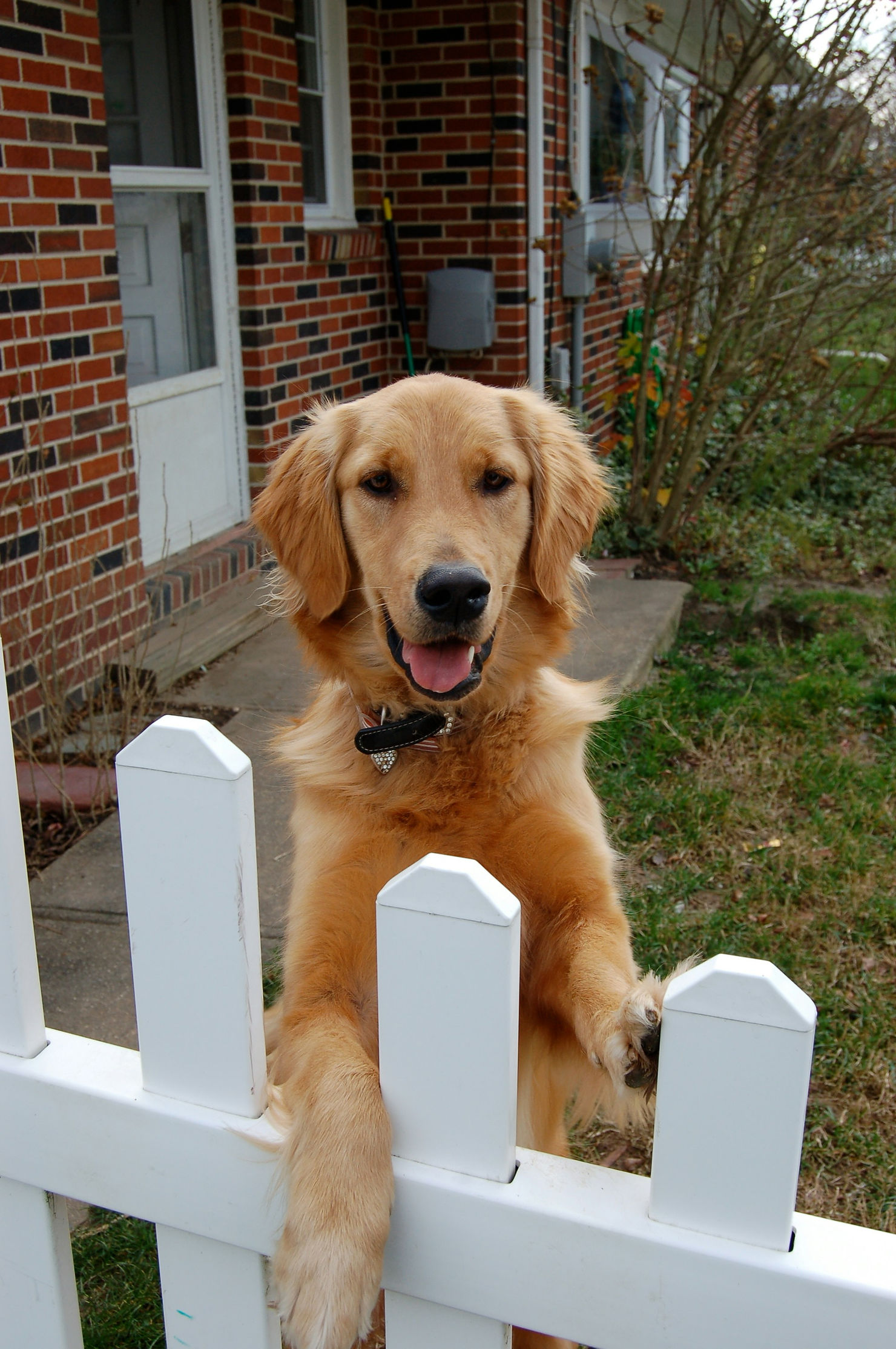 A golden retriever with a happy expression stands on its hind legs, leaning against a white picket fence. The dog is outdoors in front of a brick house with a green yard in the background. The dog's tongue is slightly out, and it is wearing a black collar with a shiny pendant. The scene suggests a friendly and welcoming pet enjoying time outside.